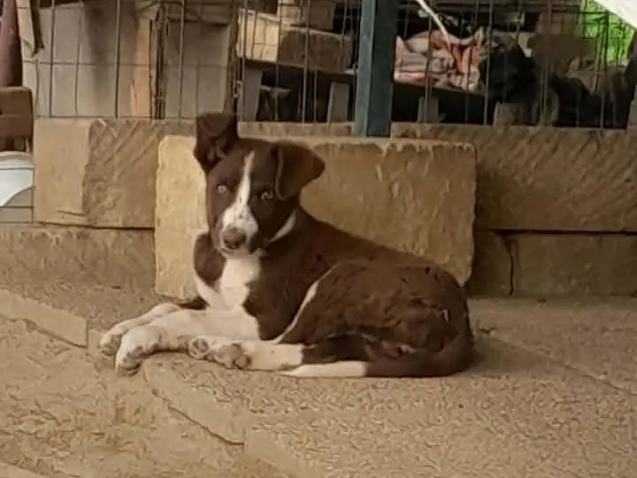 Adotta un cane, maschio, 1 anno, Catania