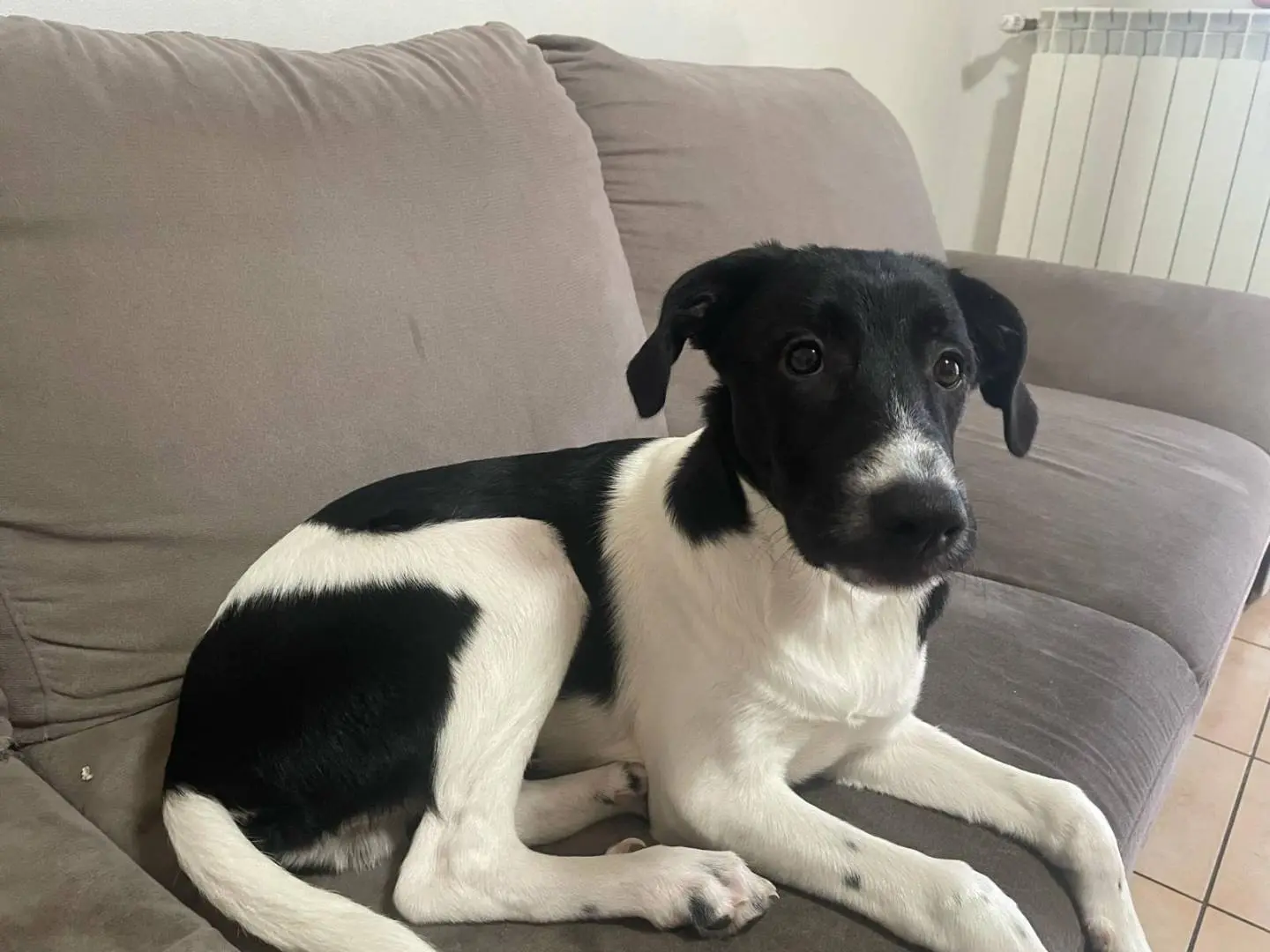 Adozione cane, maschio, meticcio, 2 anni e 10 mesi, taglia media, Prato