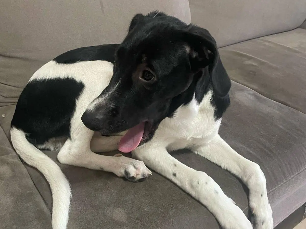 Adotta un cane, maschio, 2 anni e 10 mesi, Prato