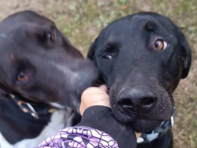 Adotta il cane Buzz a Latina