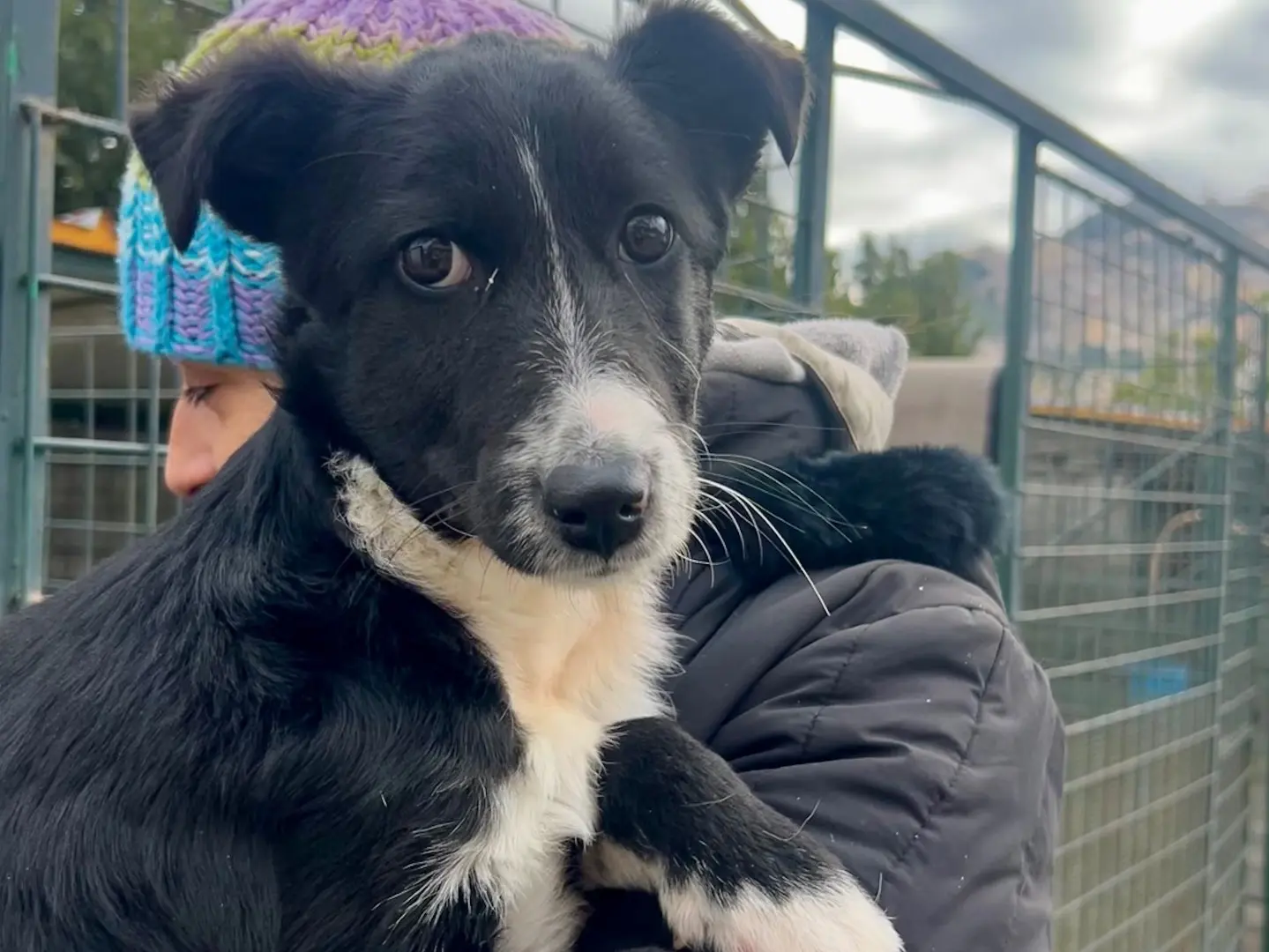 Adotta un cane, taglia media, maschio, Enna