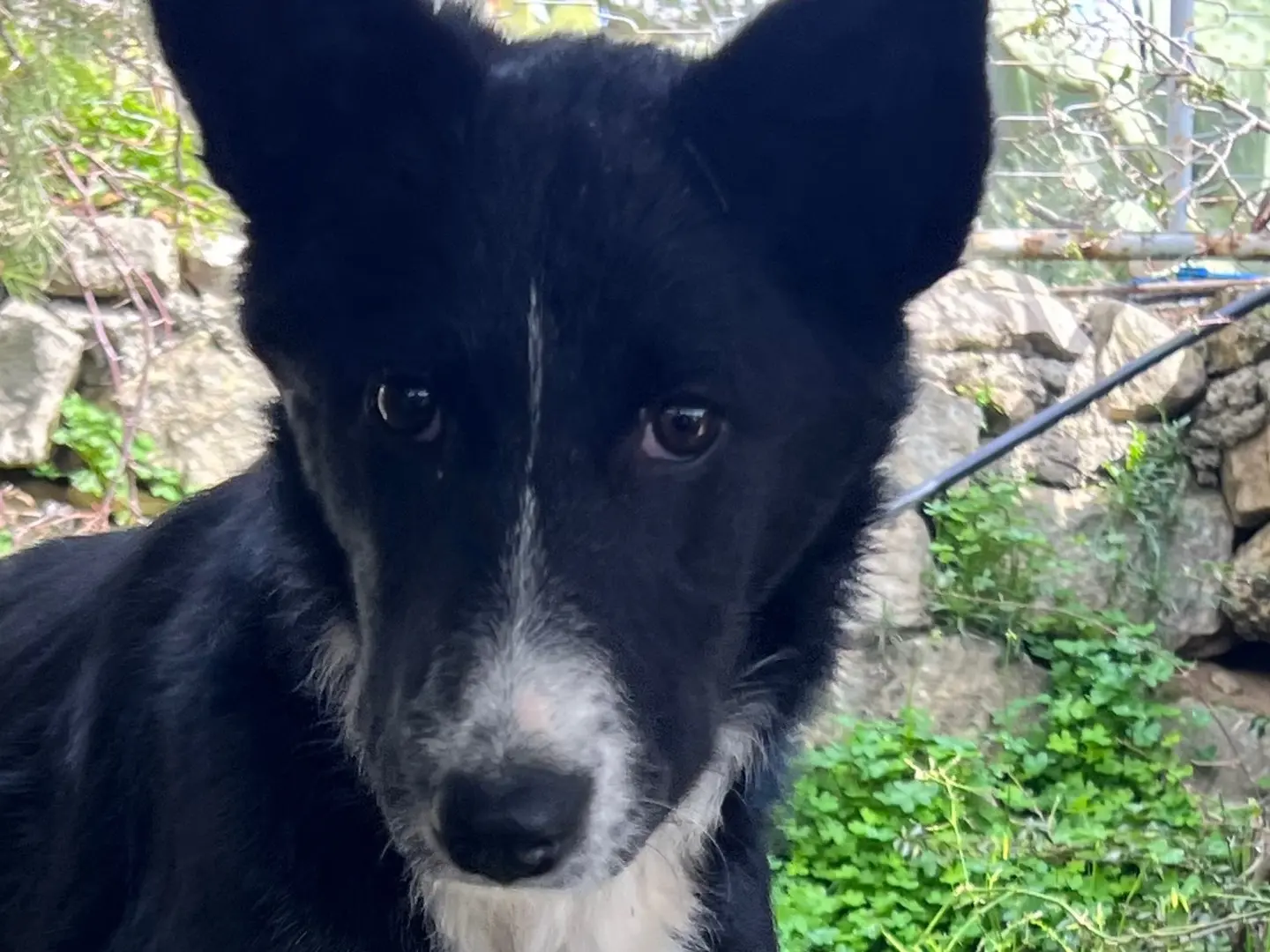 Adotta un cane, maschio, 11 mesi, Enna