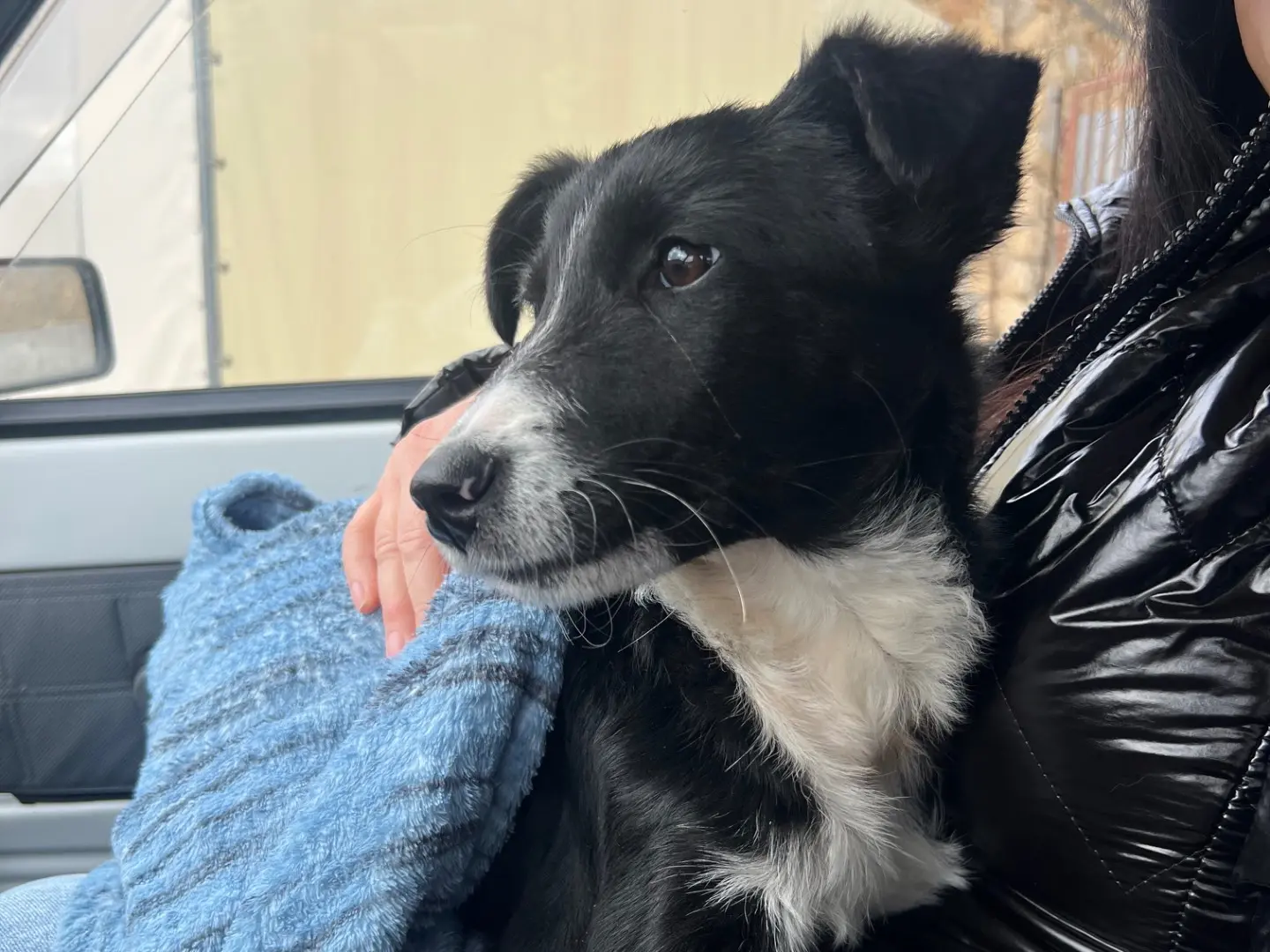 Adozione cane, maschio, Razza sconosciuta Razza sconosciuta, 11 mesi, taglia media, Enna