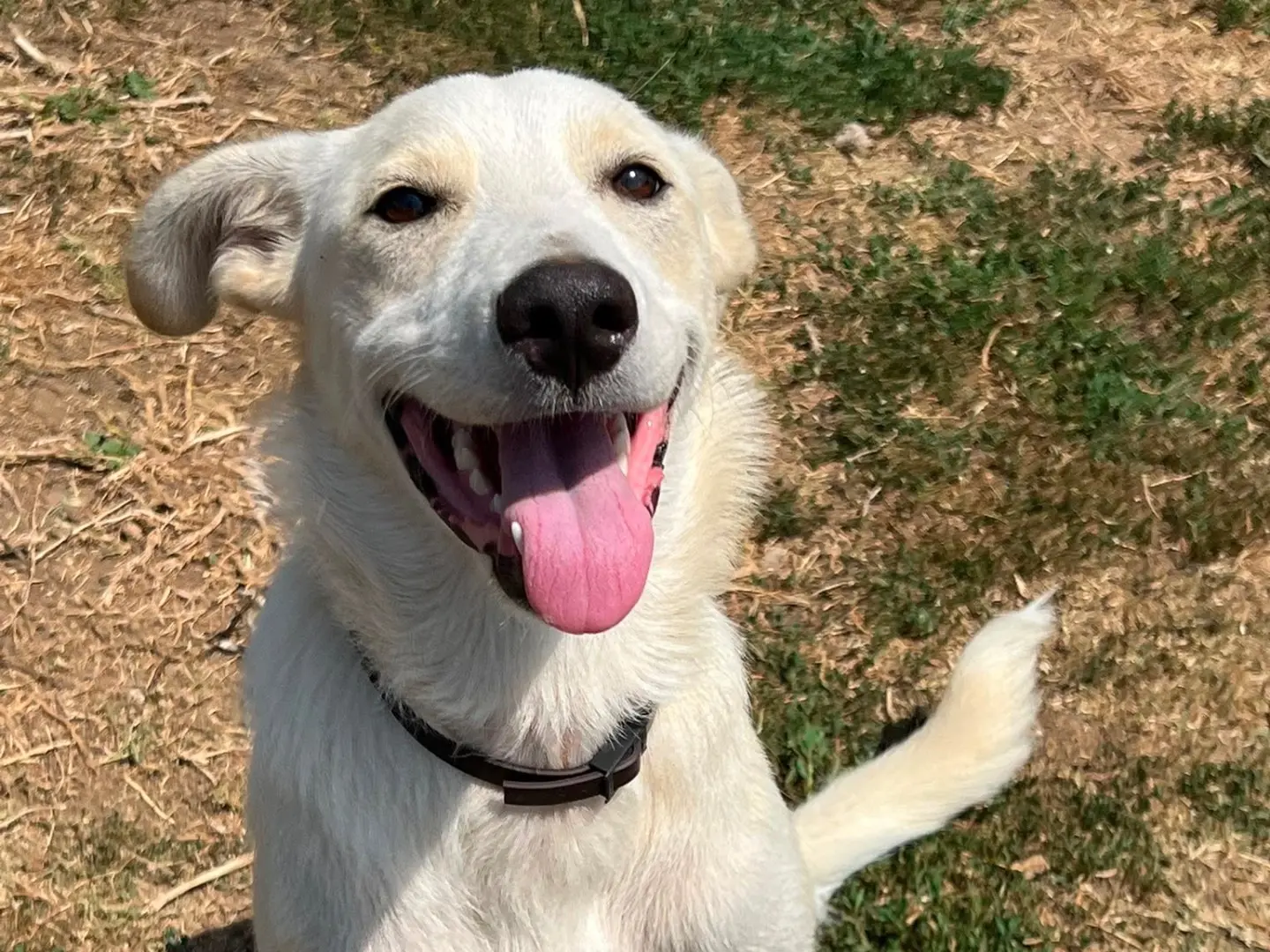 Adotta un cane, taglia media, maschio, Savona