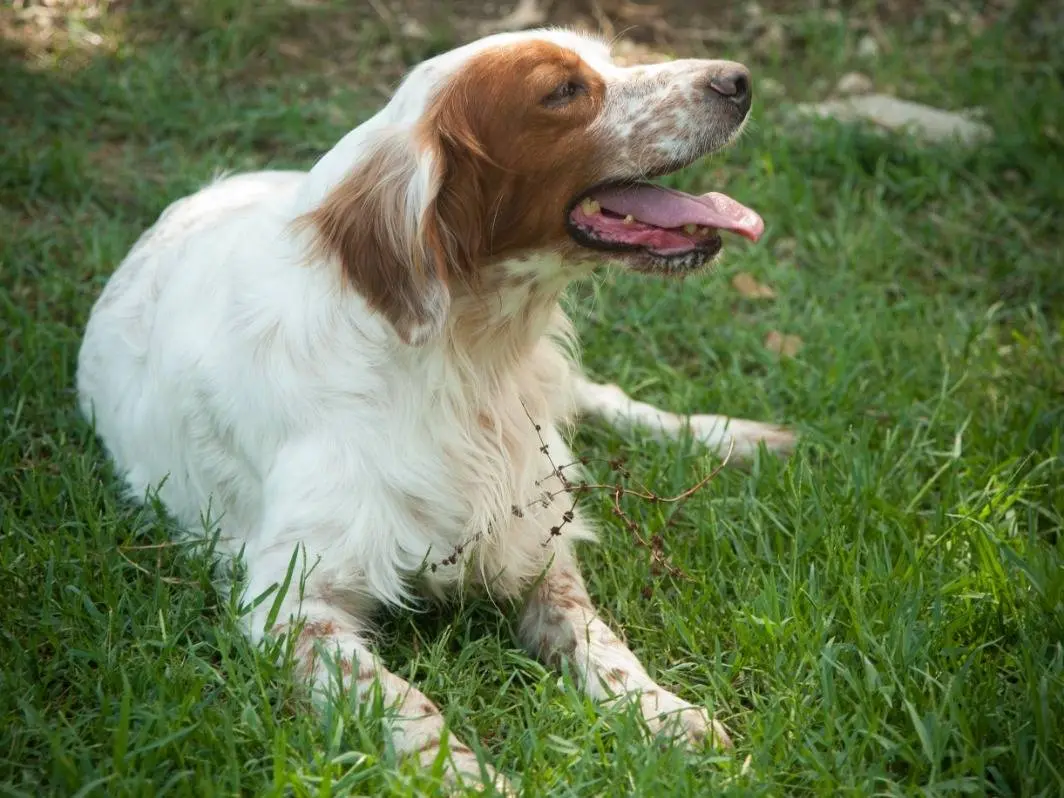 Foto 3 dell'animale