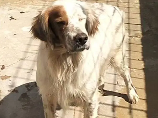 Foto 1 dell'animale