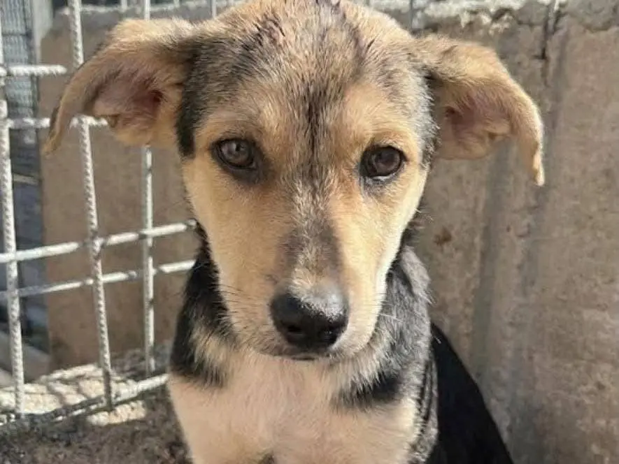Adozione cane, femmina, Razza sconosciuta Razza sconosciuta, 5 mesi, taglia media, Avellino