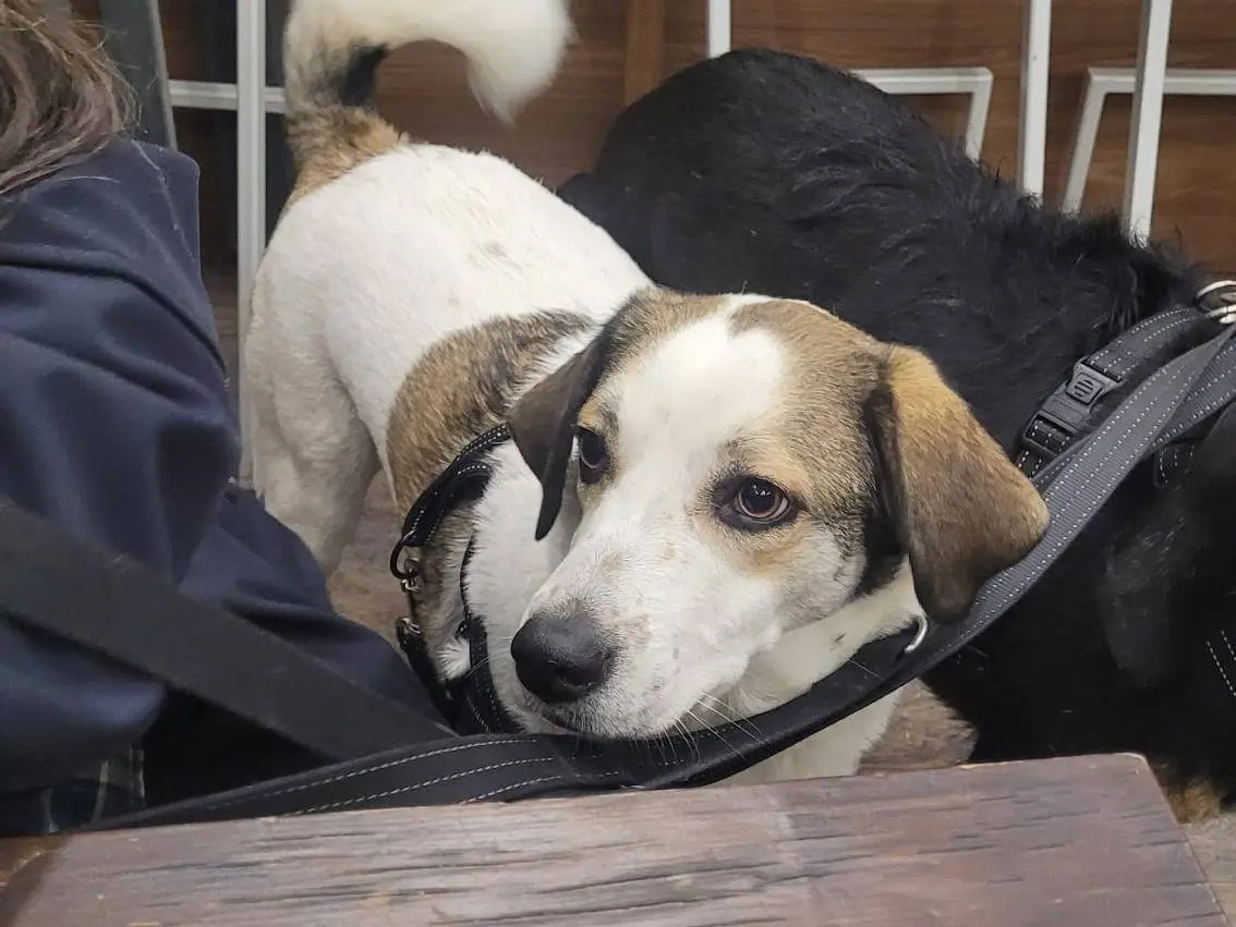 Adotta un cane, taglia media, femmina, Milano