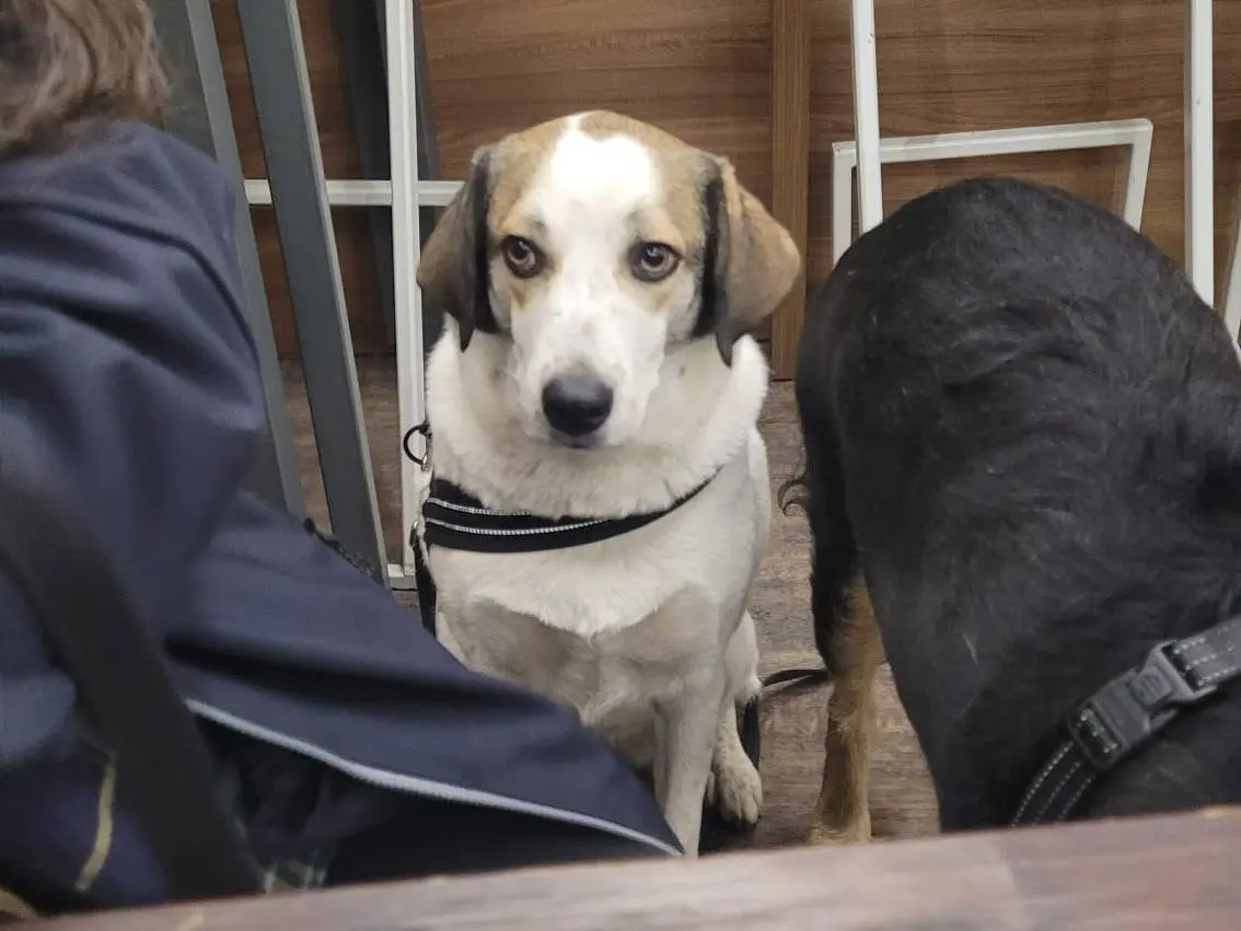 Vuoi adottare un cane a Milano?