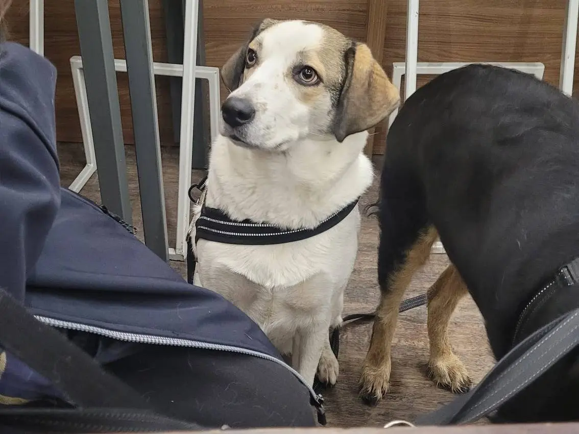 Adotta un cane, femmina, 4 anni e 4 mesi, Milano