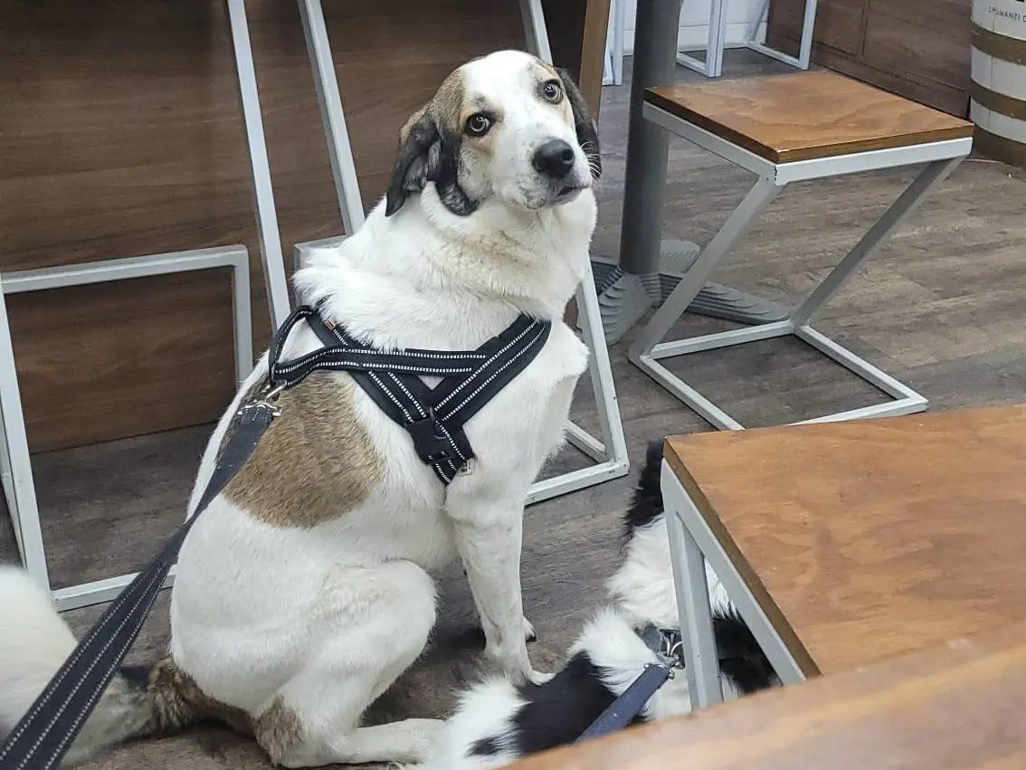 Adozione cane, femmina, Razza sconosciuta Razza sconosciuta, 4 anni e 4 mesi, taglia media, Milano