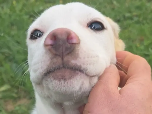Adozione cane, femmina, Razza sconosciuta Razza sconosciuta, 10 mesi, taglia media contenuta, Bergamo