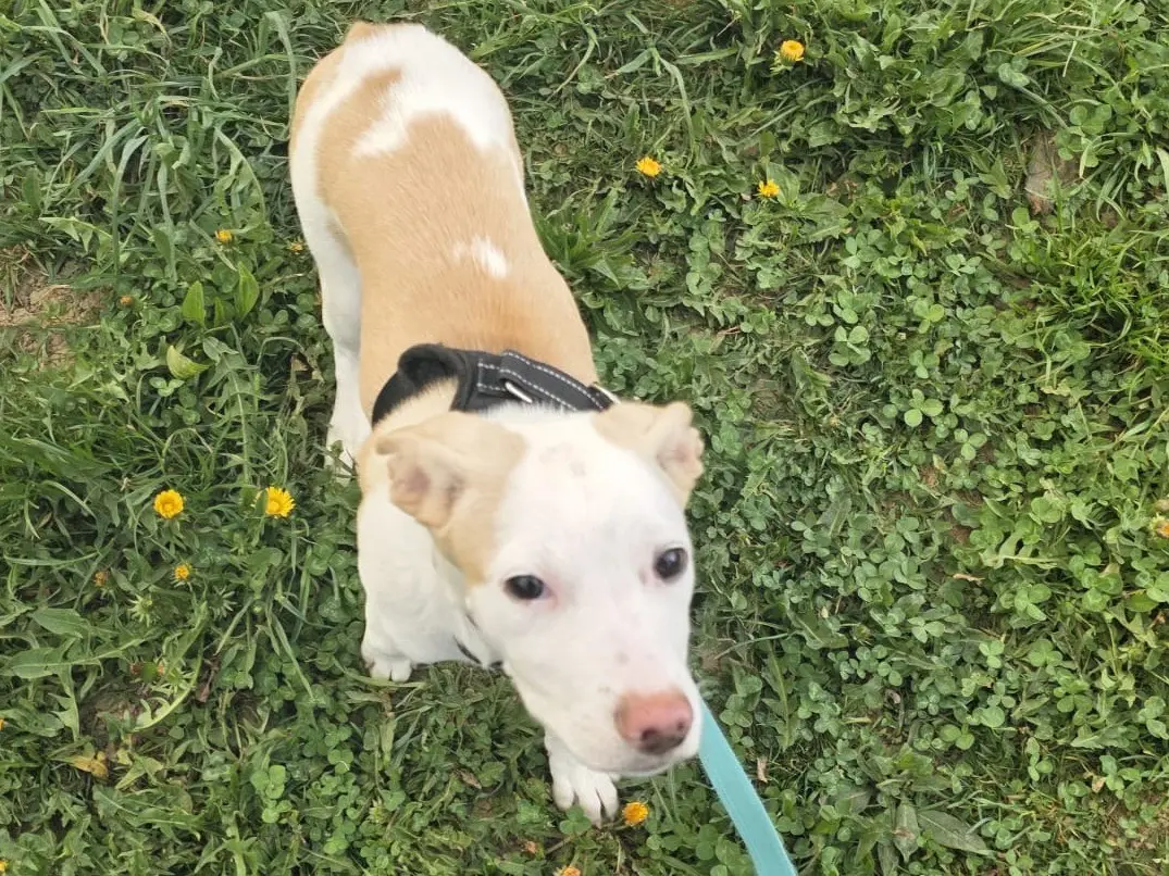 Adotta un cane, femmina, 10 mesi, Bergamo