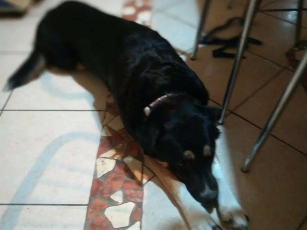 Foto 3 dell'animale