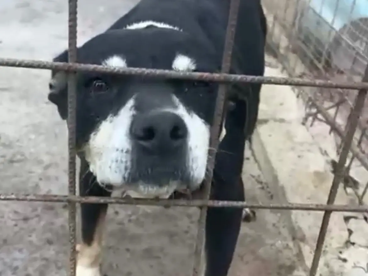 Adotta un cane, taglia media, femmina, Siracusa