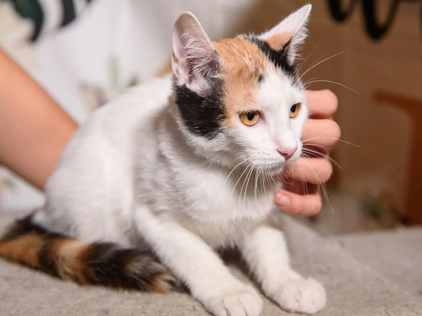 Adozione gatto, femmina, Razza sconosciuta Razza sconosciuta, 3 mesi, taglia non valida, Ferrara
