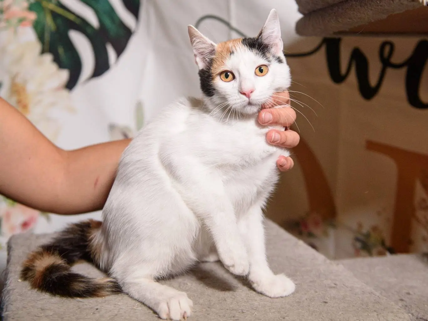 Adotta un gatto, femmina, 3 mesi, Ferrara