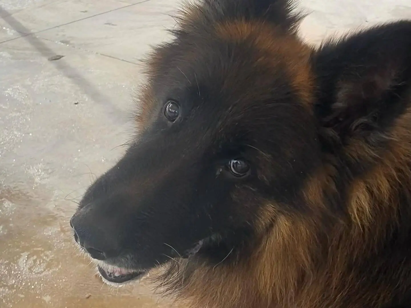 Adotta il cane HULK a Latina