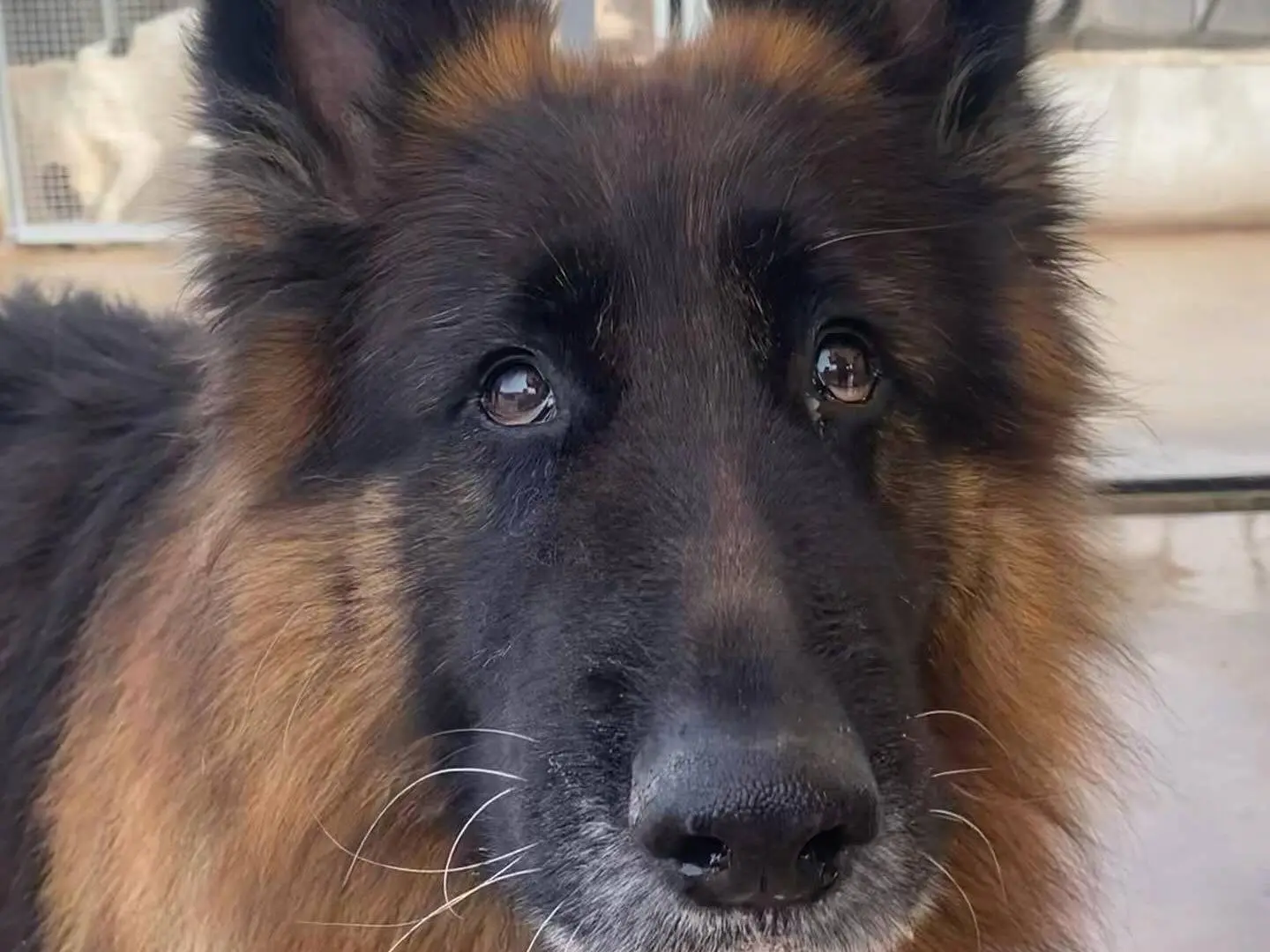 Adotta un cane, maschio, 10 anni e 7 mesi, Latina