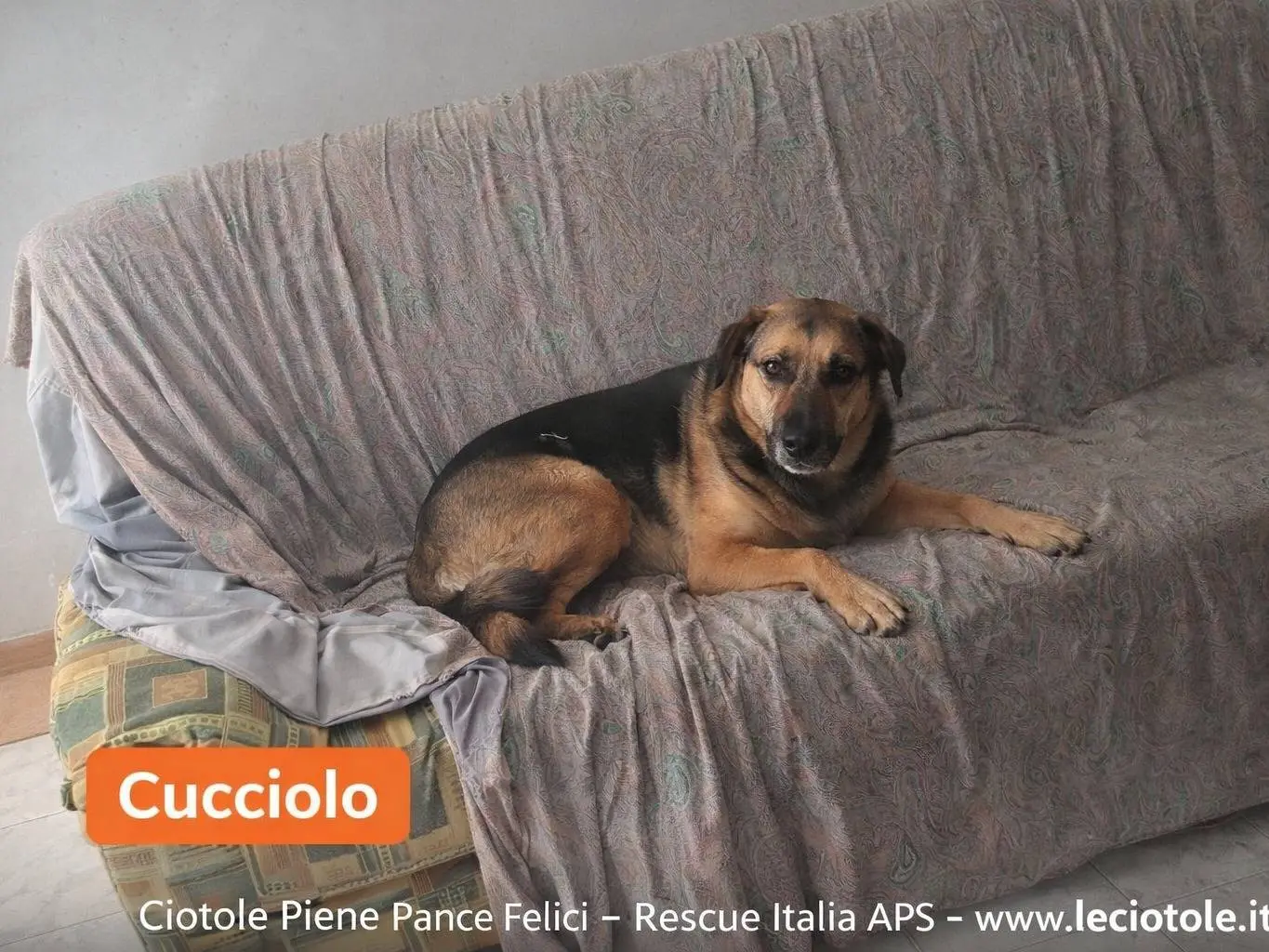 Adozione cane, maschio, Razza sconosciuta Razza sconosciuta, 2 anni e 7 mesi, taglia media, Avellino
