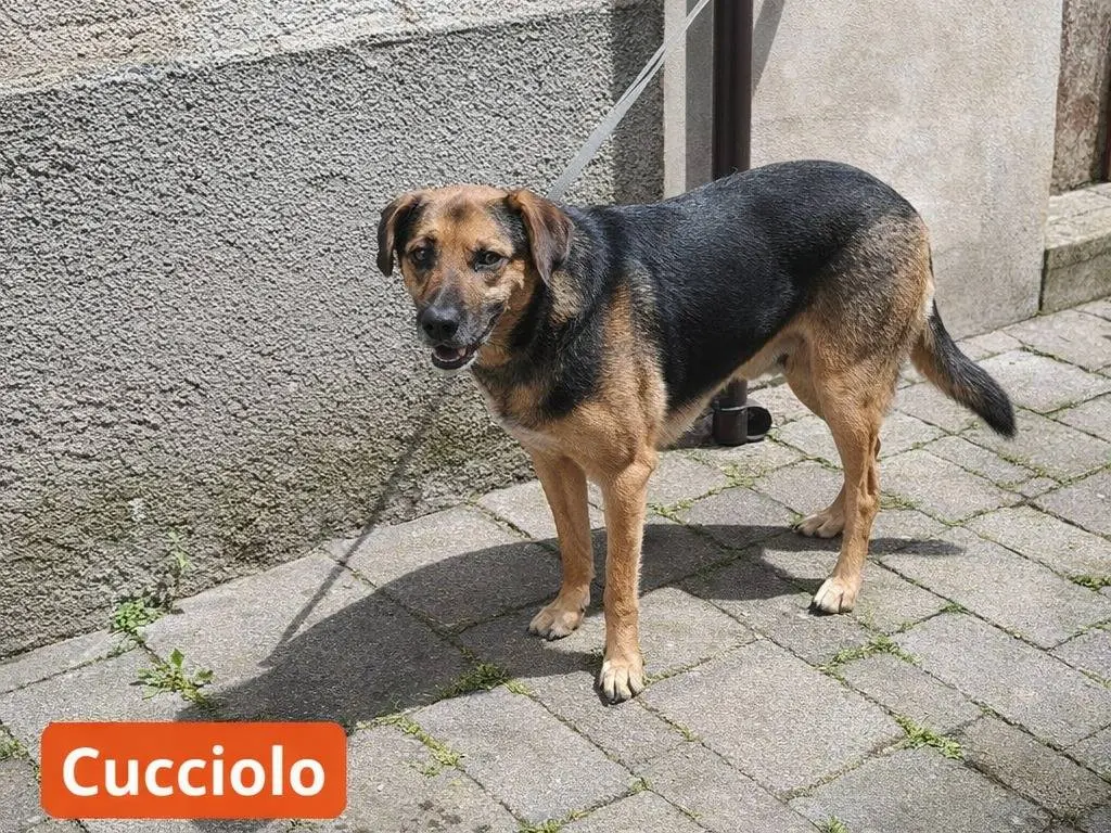 Adotta un cane, maschio, 2 anni e 7 mesi, Avellino