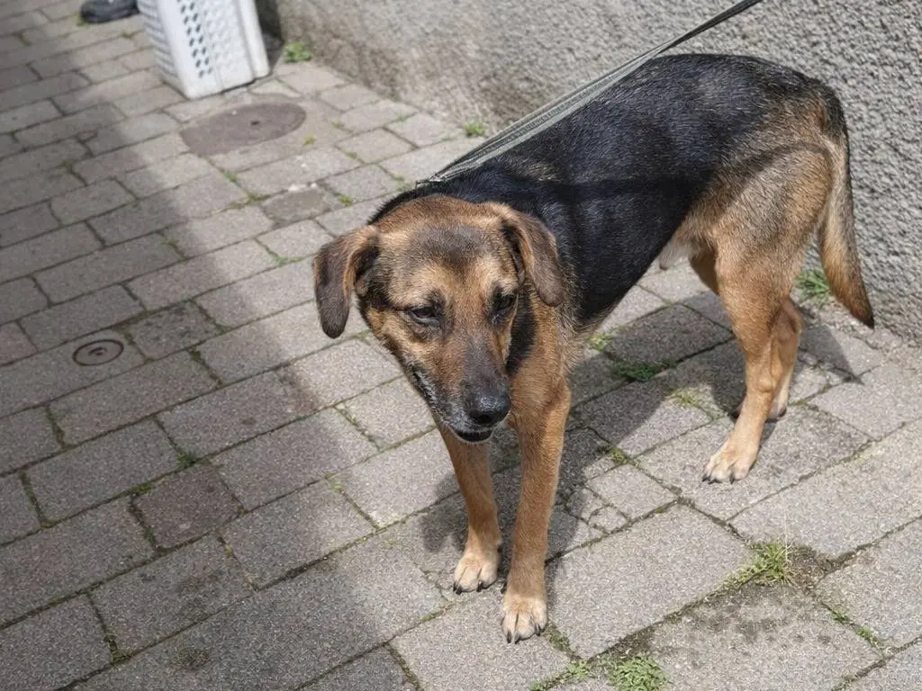 Adotta un cane, taglia media, maschio, Avellino