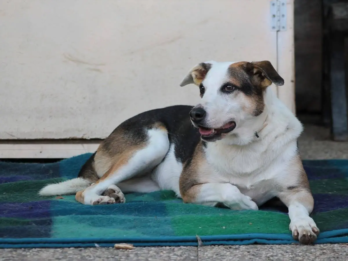 Adotta un cane, femmina, 12 anni e 2 mesi, Bologna