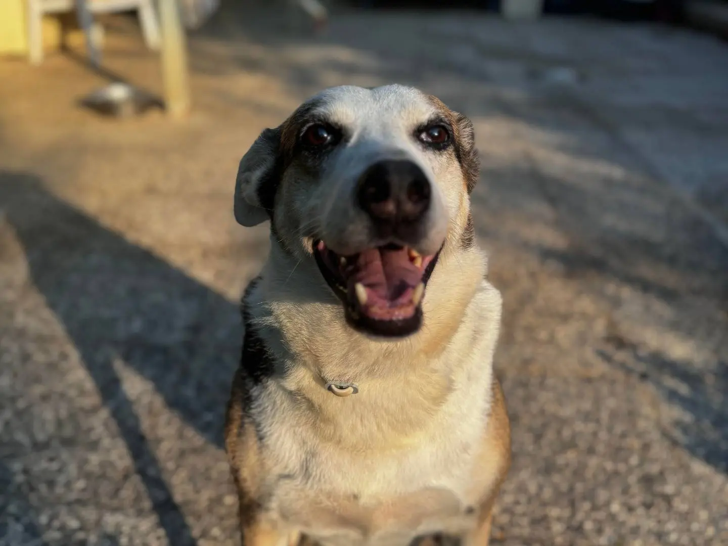 Adozione cane, femmina, Razza sconosciuta Razza sconosciuta, 12 anni e 2 mesi, taglia media, Bologna