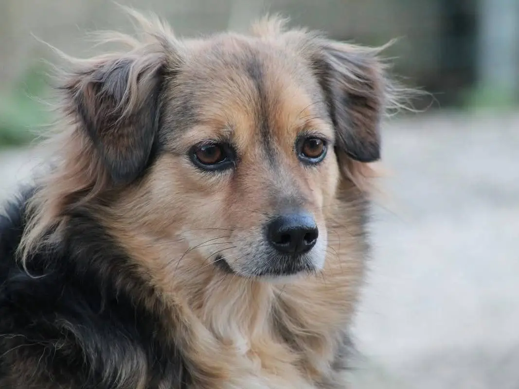 Adozione cane, femmina, Razza sconosciuta Razza sconosciuta, 12 anni, taglia piccola, Bologna