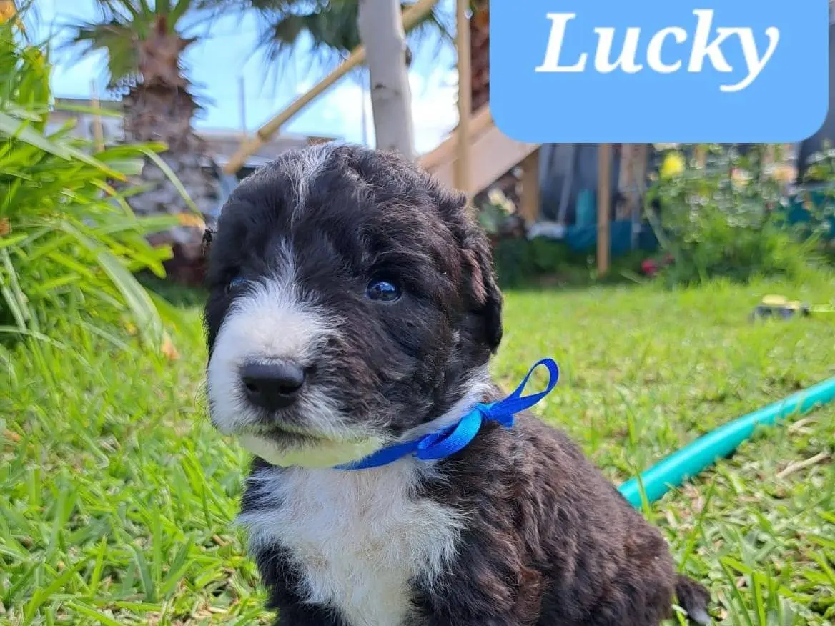 Adozione cane, maschio, meticcio, 2 anni e 1 mese, taglia media, Trapani