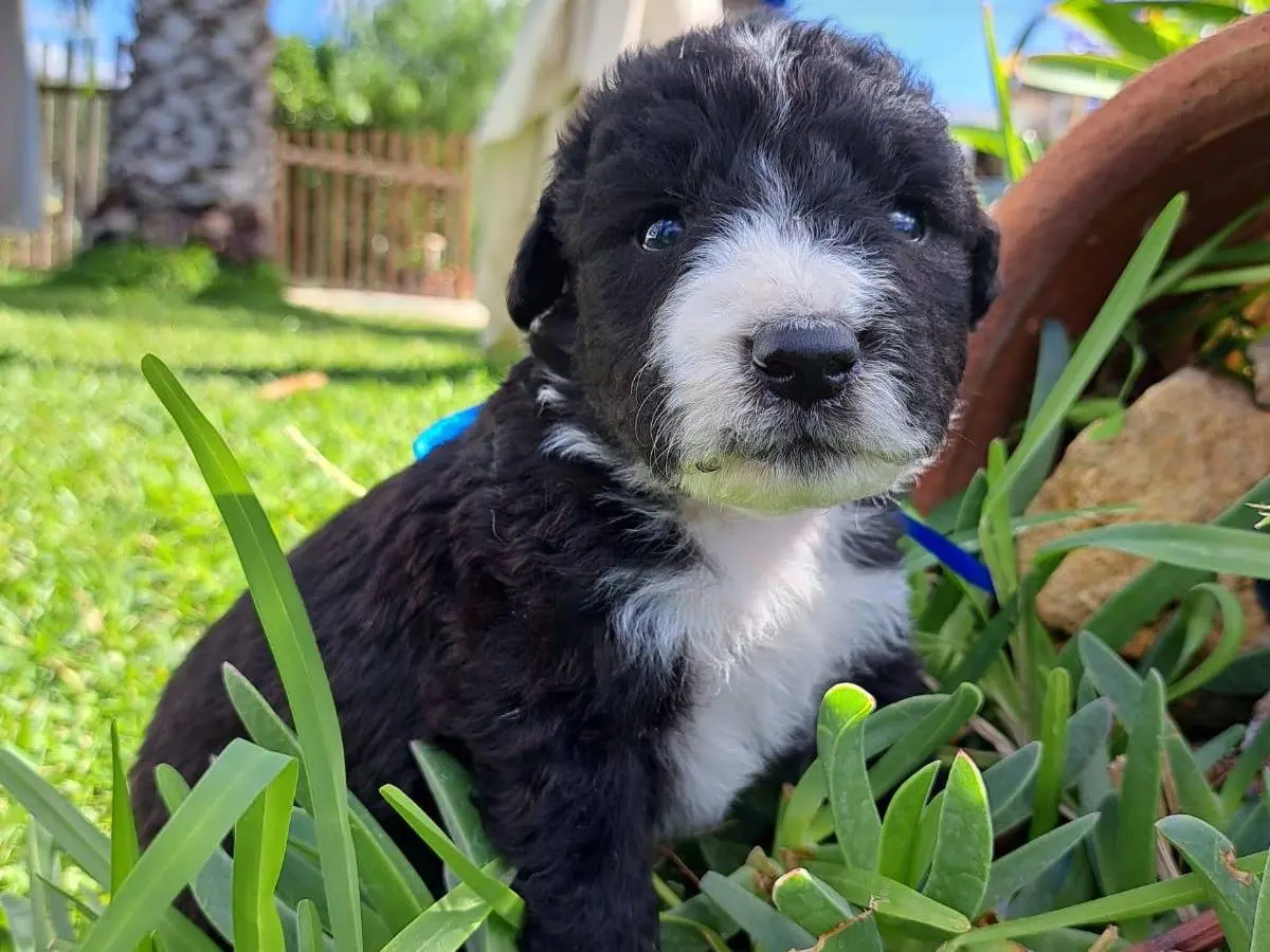 Adotta un cane, maschio, 2 anni e 1 mese, Trapani