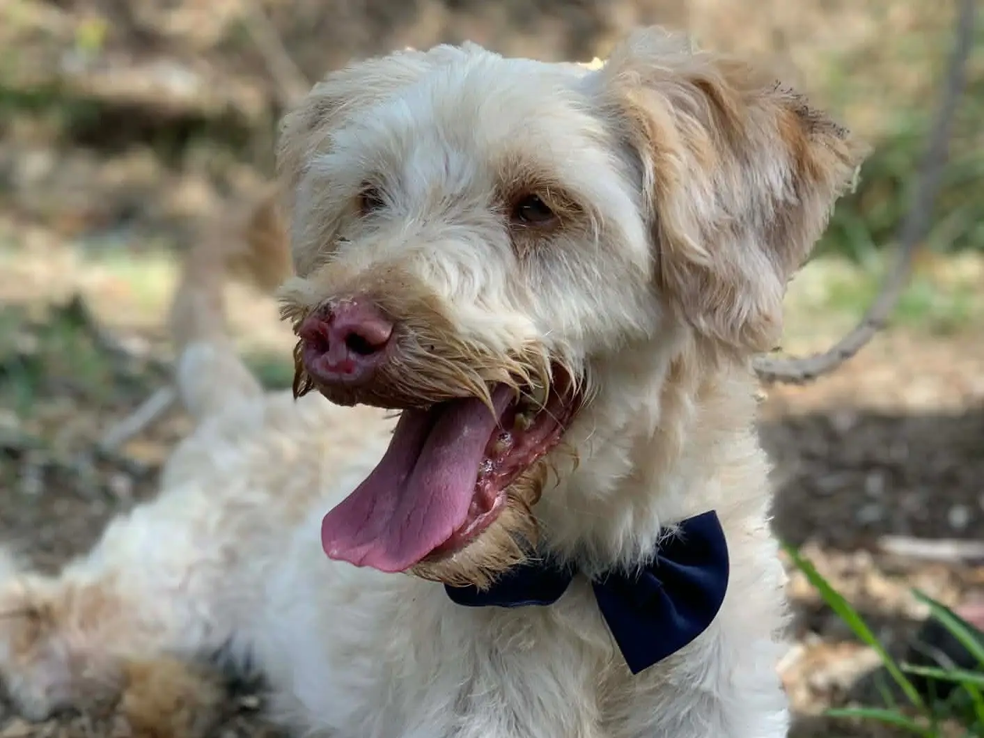Adozione cane, maschio, Razza sconosciuta Razza sconosciuta, 4 anni e 4 mesi, taglia media contenuta, Latina