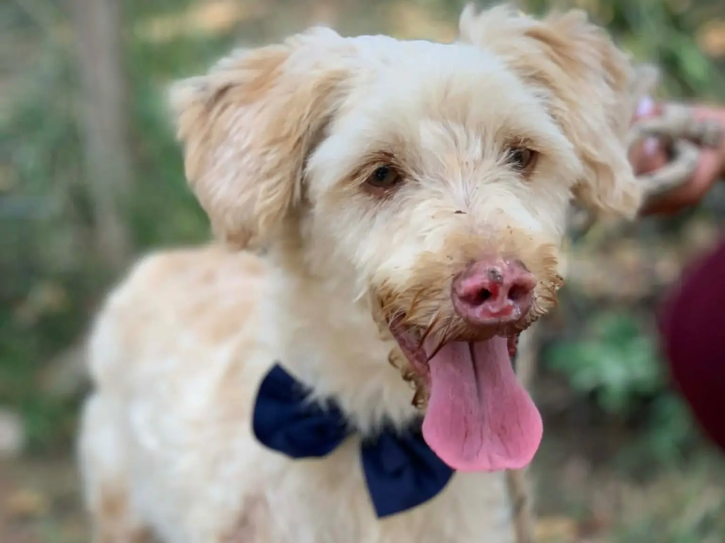 Adotta un cane, maschio, 4 anni e 4 mesi, Latina