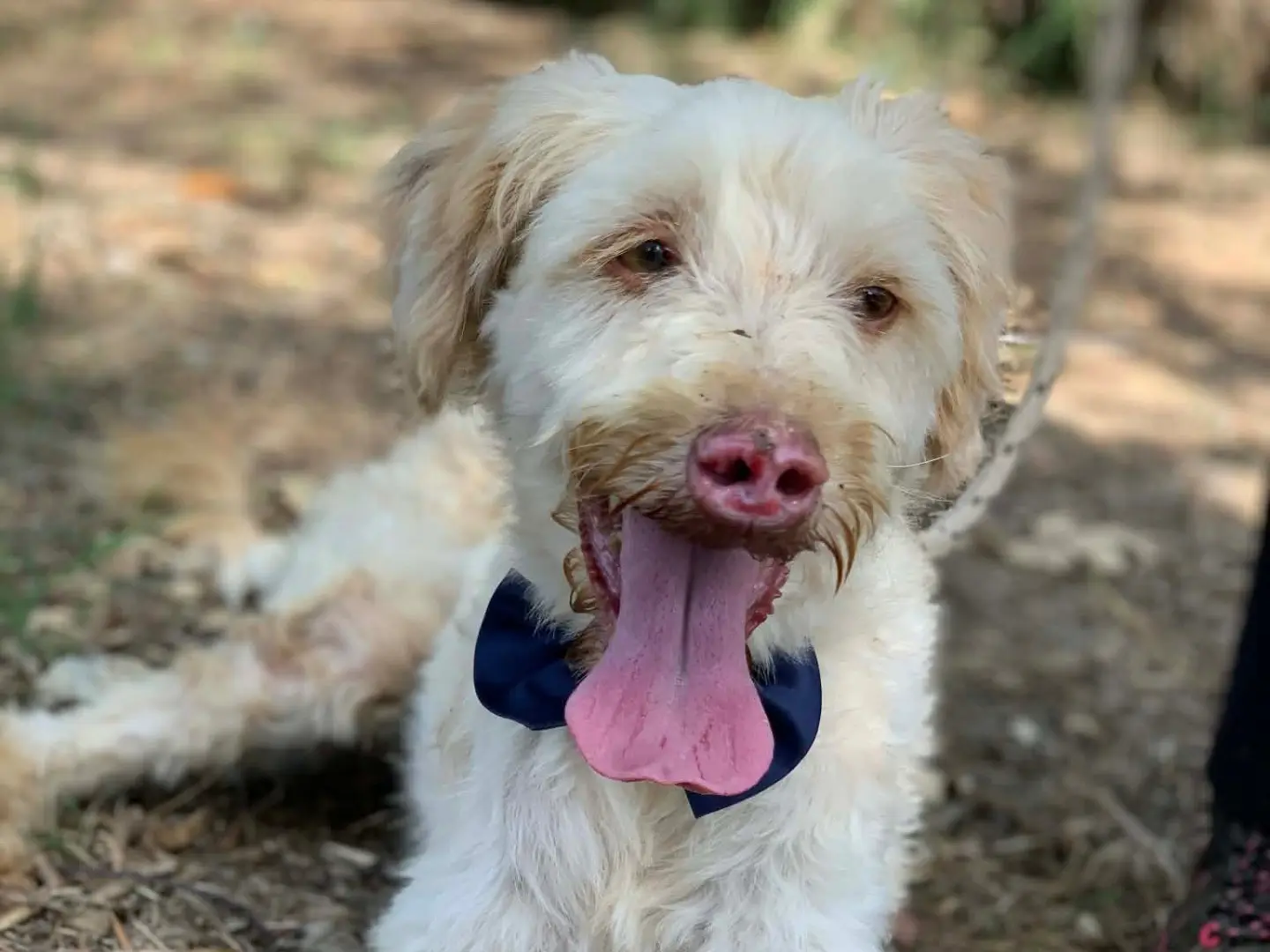 Adotta il cane Vasco a Latina