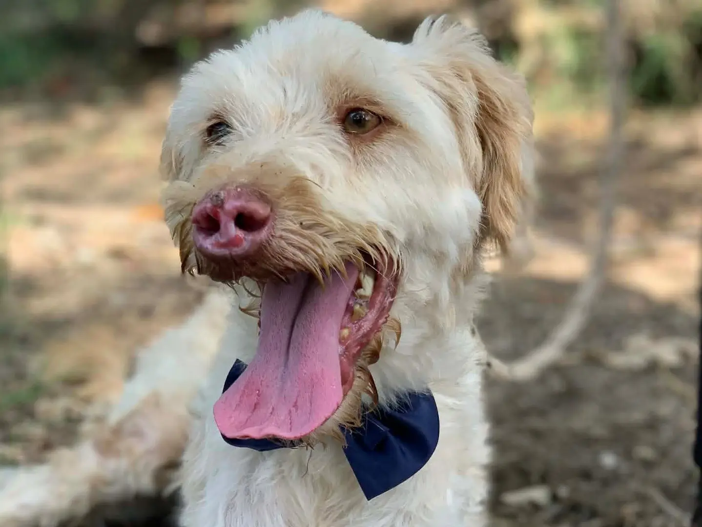 Adotta un cane, taglia media contenuta, maschio, Latina