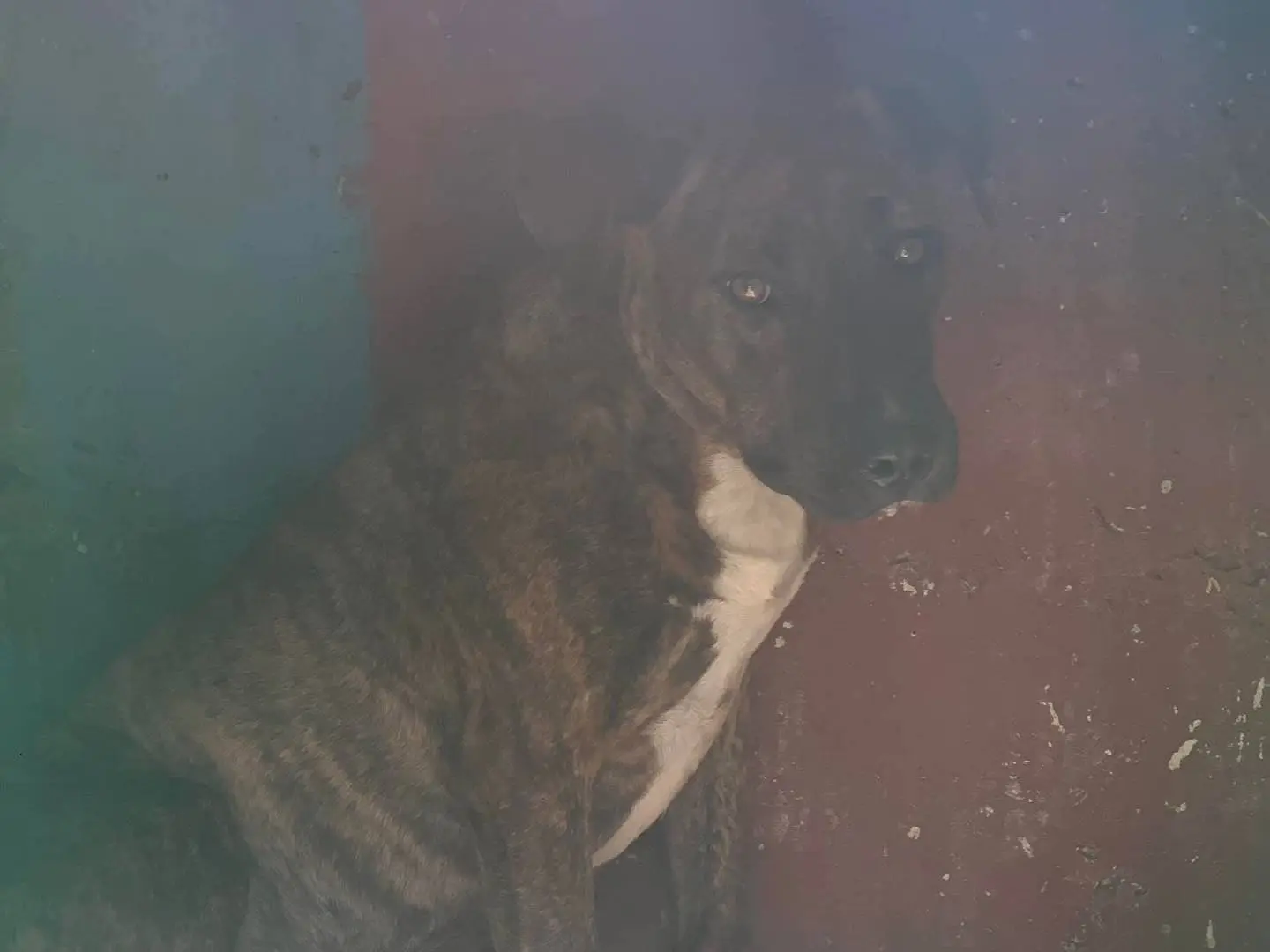 Adozione cane, maschio, Amstaff Razza sconosciuta, 3 anni e 9 mesi, taglia media, Frosinone
