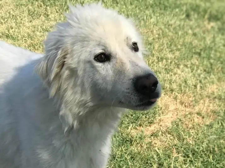 Adozione cane, maschio, Pastore maremmano, 4 anni e 3 mesi, taglia grande, Latina