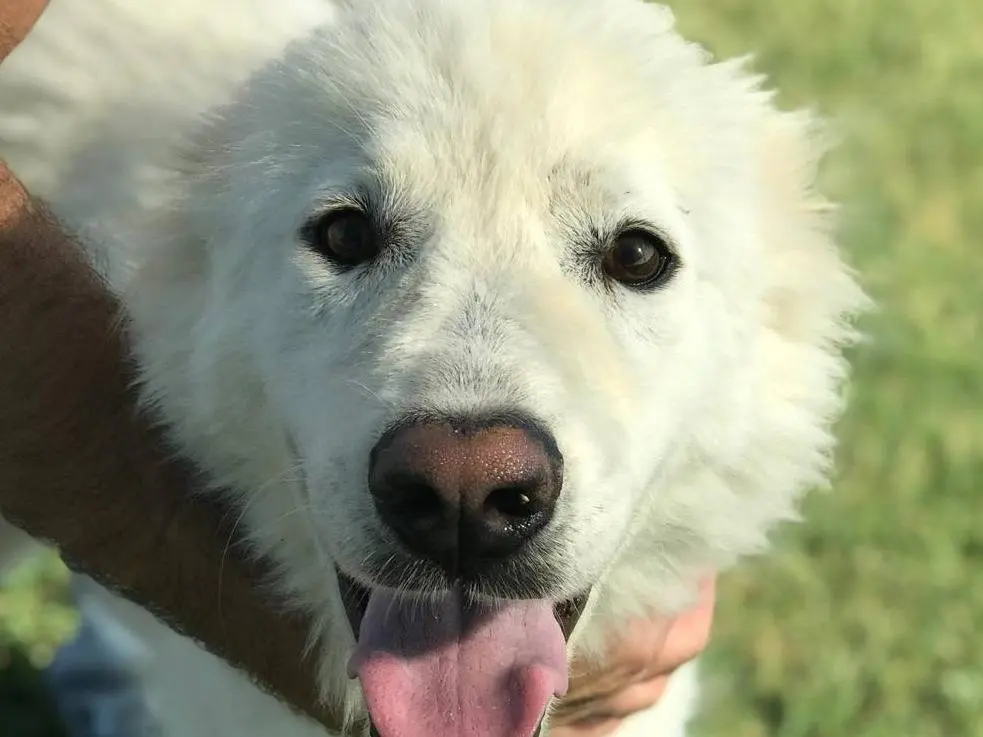 Adotta un cane, maschio, 4 anni e 3 mesi, Latina