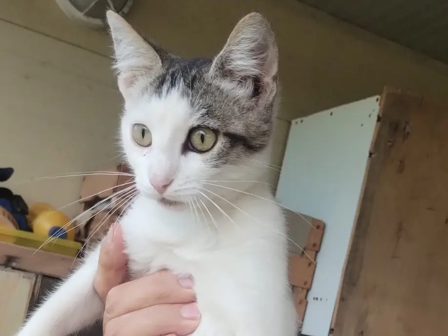 Adozione gatto, femmina, Razza sconosciuta Razza sconosciuta, 4 mesi, taglia non valida, Roma