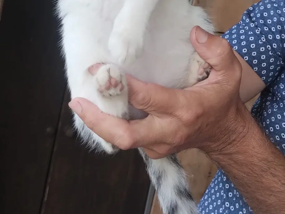 Adotta un gatto, femmina, 4 mesi, Roma
