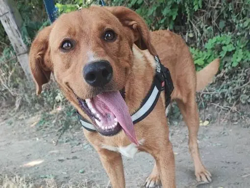 Adotta un cane, maschio, 1 anno e 10 mesi, Napoli