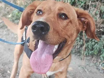 Adozione cane, maschio, Razza sconosciuta Razza sconosciuta, 1 anno e 10 mesi, taglia media contenuta, Napoli