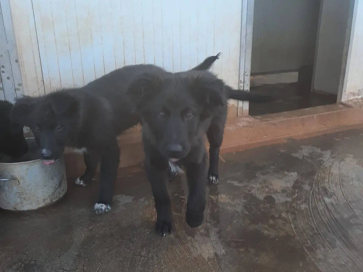 Adotta un cane, taglia media, femmina, Alessandria