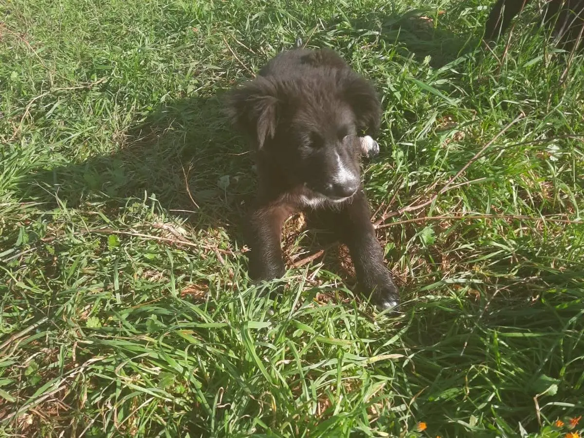 Adozione cane, femmina, Golden Retriever Razza sconosciuta, 11 mesi, taglia media, Alessandria