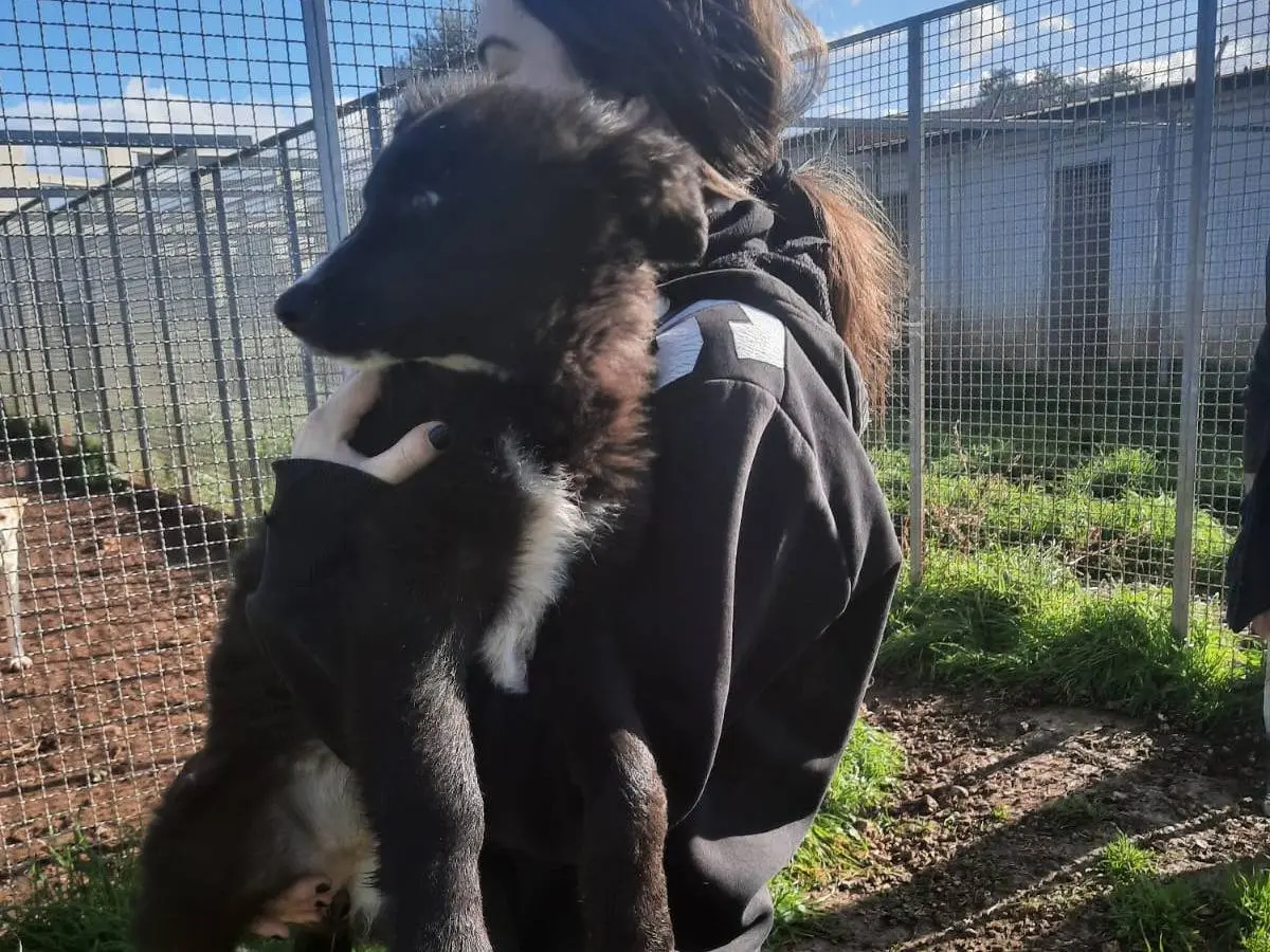 Adotta un cane, femmina, 11 mesi, Alessandria