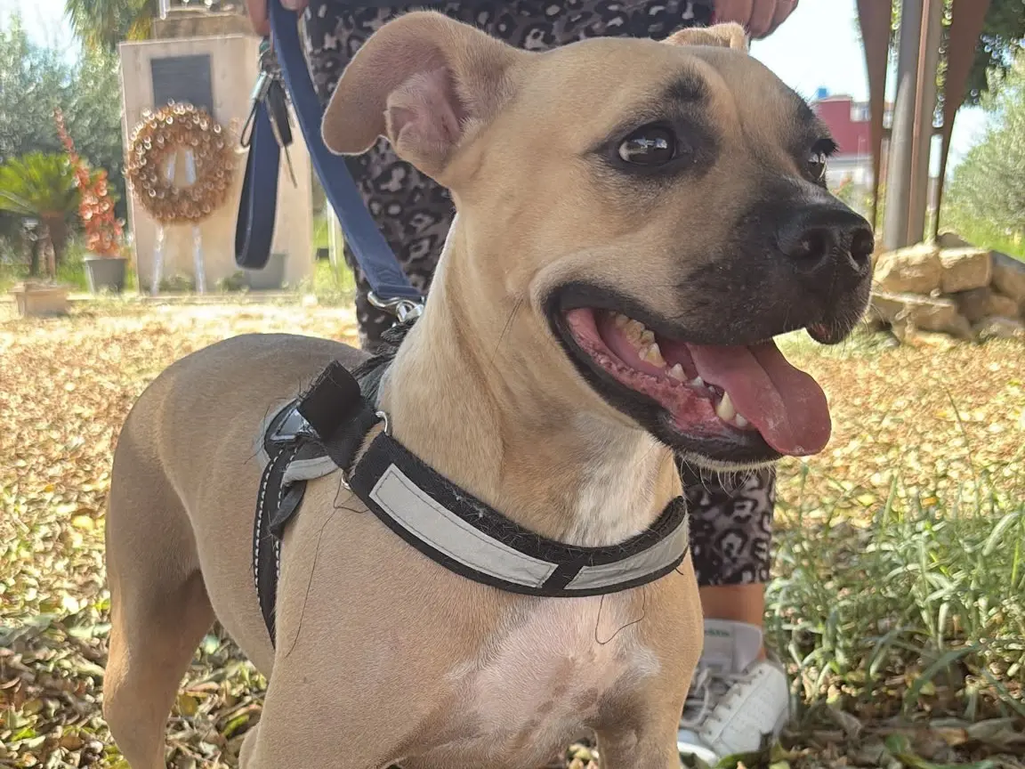 Adotta il cane Luce a Siracusa