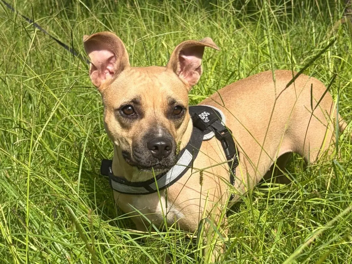 Adozione cane, femmina, Staffordshire Bull terrier Razza sconosciuta, 2 anni e 2 mesi, taglia media contenuta, Siracusa