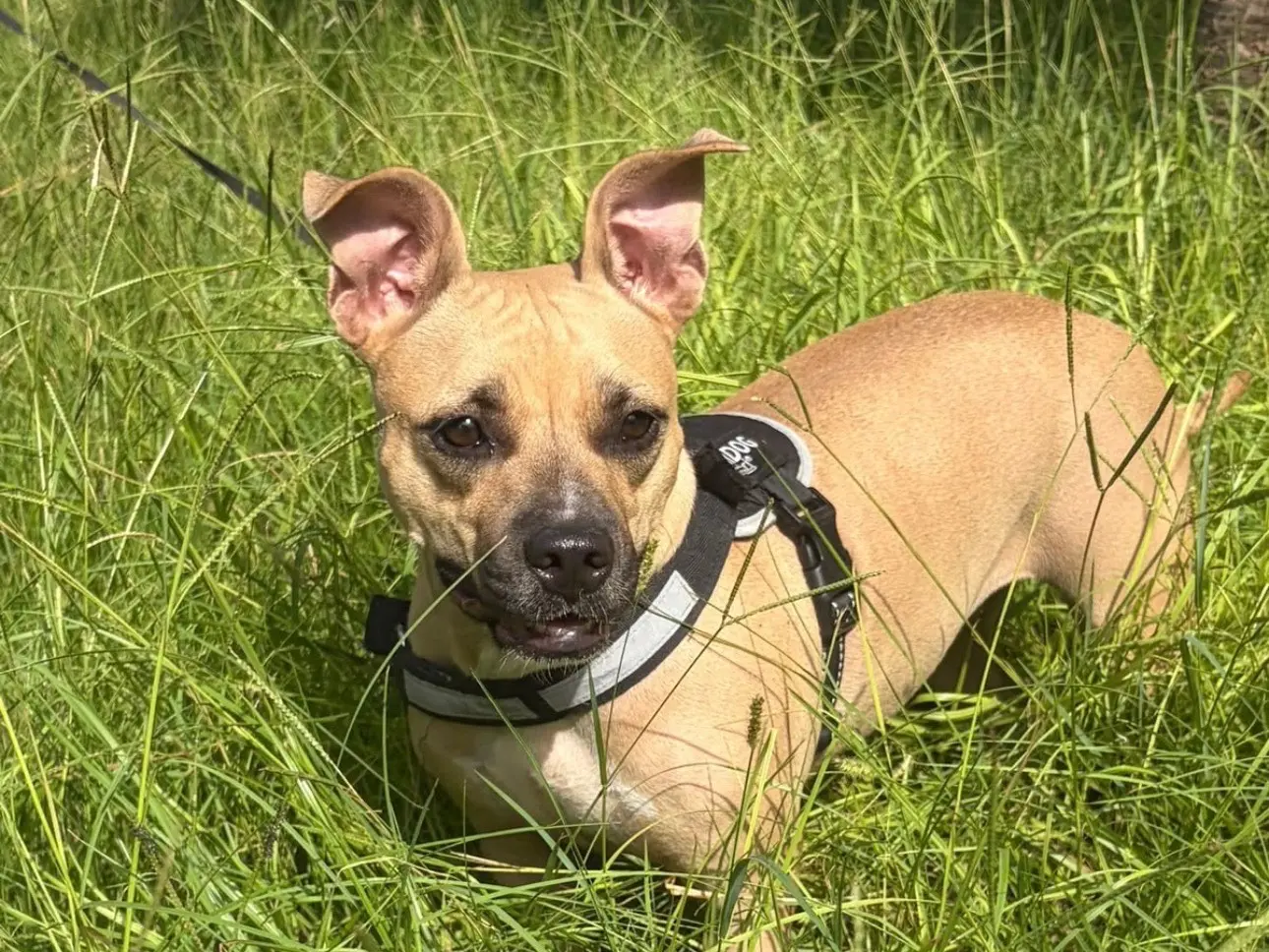 Adotta un cane, taglia media contenuta, femmina, Siracusa