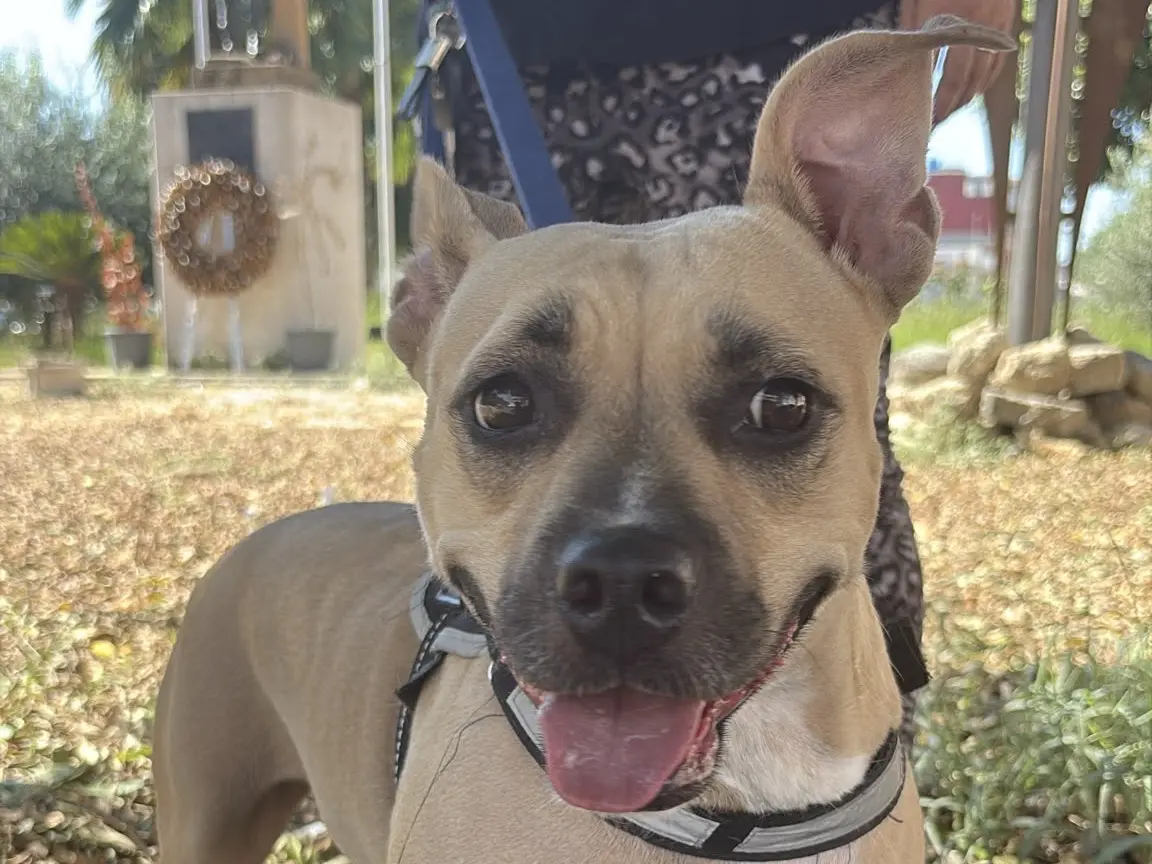 Vuoi adottare un cane a Siracusa?