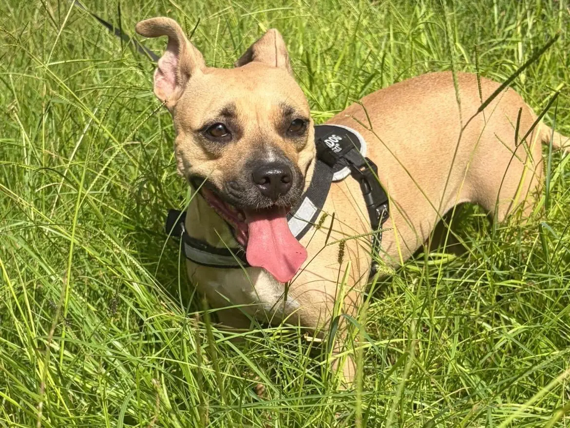 Adotta un cane, femmina, 2 anni e 2 mesi, Siracusa